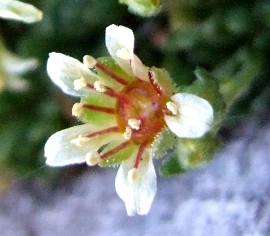 Saxifraga exarata subsp. ampullacea /  Sassifraga del Gran Sasso